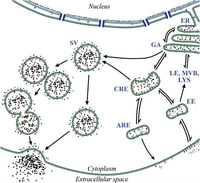 Infection-Induced Changes Within the Endocytic Recycling Compartment Suggest a Roadmap of Human Cytomegalovirus Egress